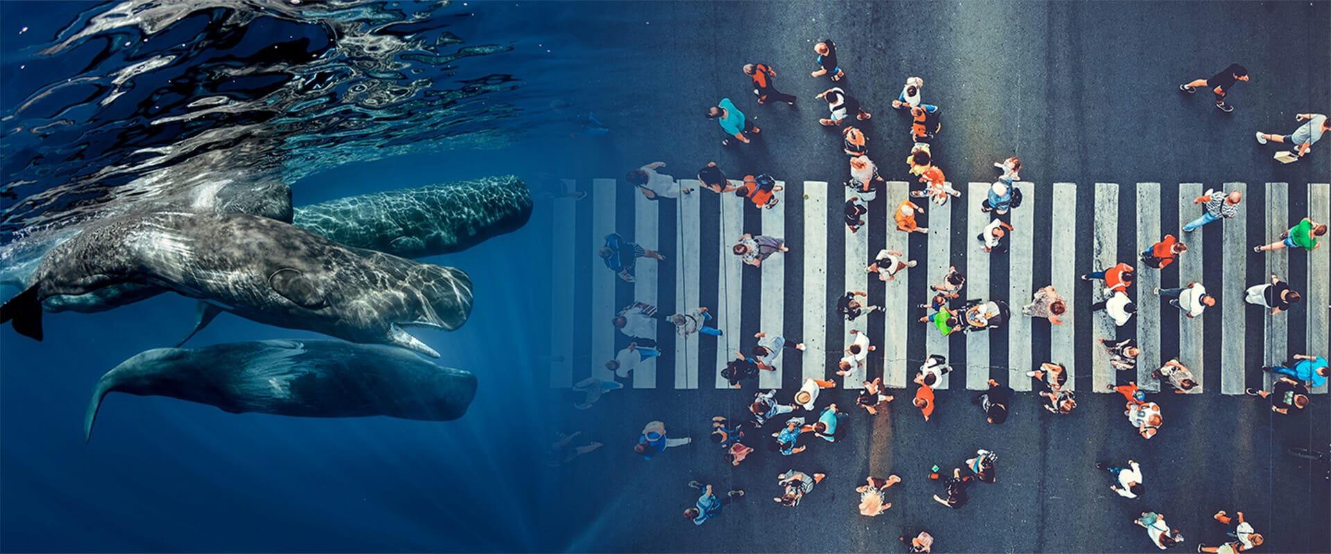 Photo of two whales and people walking across a crosswalk next to each other