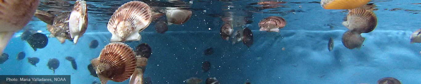 Clam shells underwater