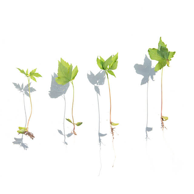 Plants out of the ground
