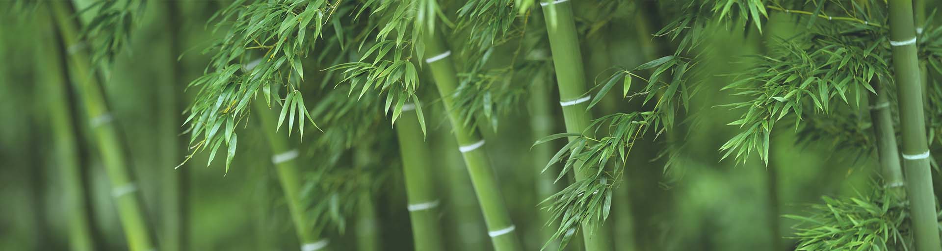 Bamboo trees